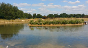 Ducks On Summer Pond